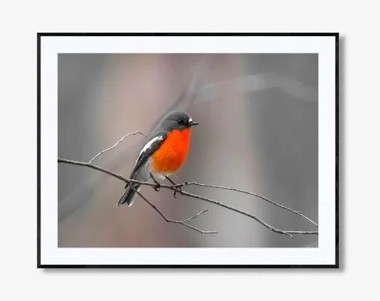 A FLASH OF RED