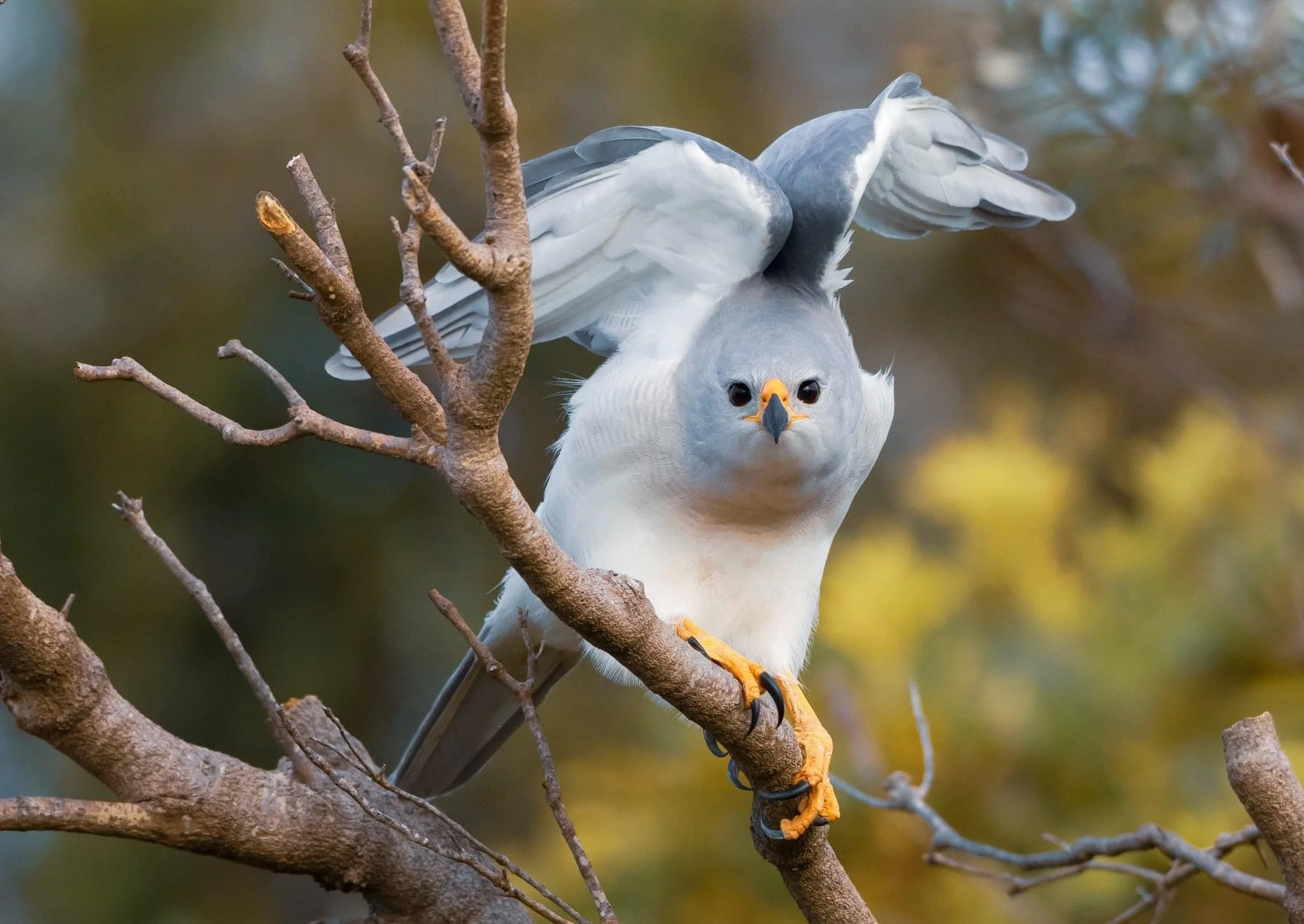 BIRDS