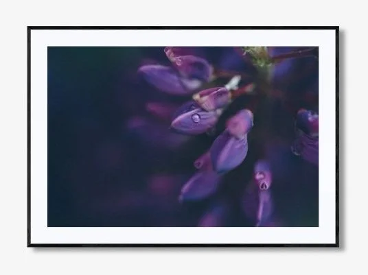 WISTERIA WHISPERS