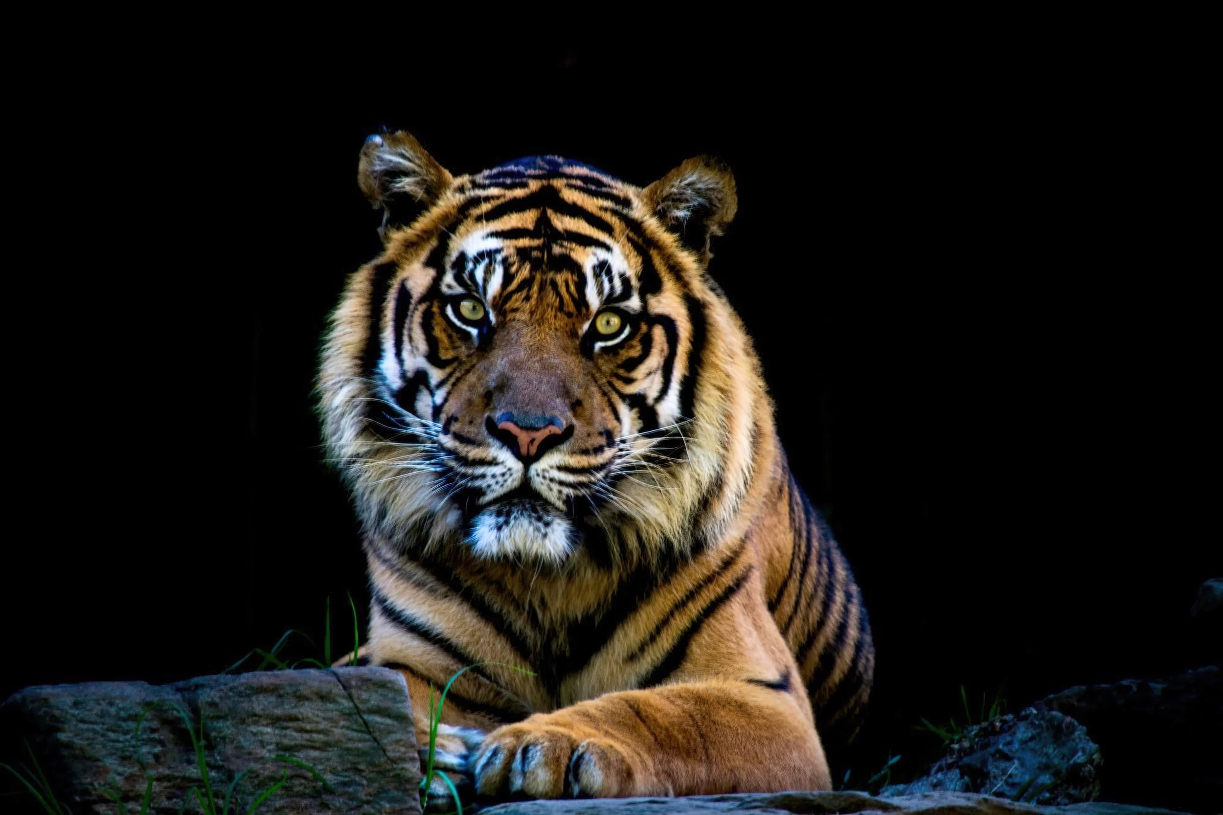 Sumatran Tiger