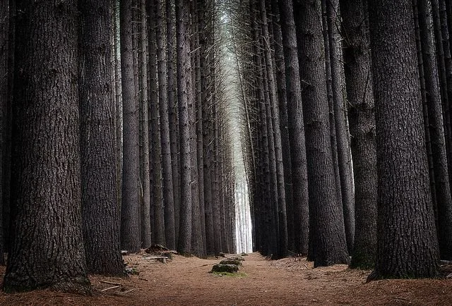 SUGAR PINE