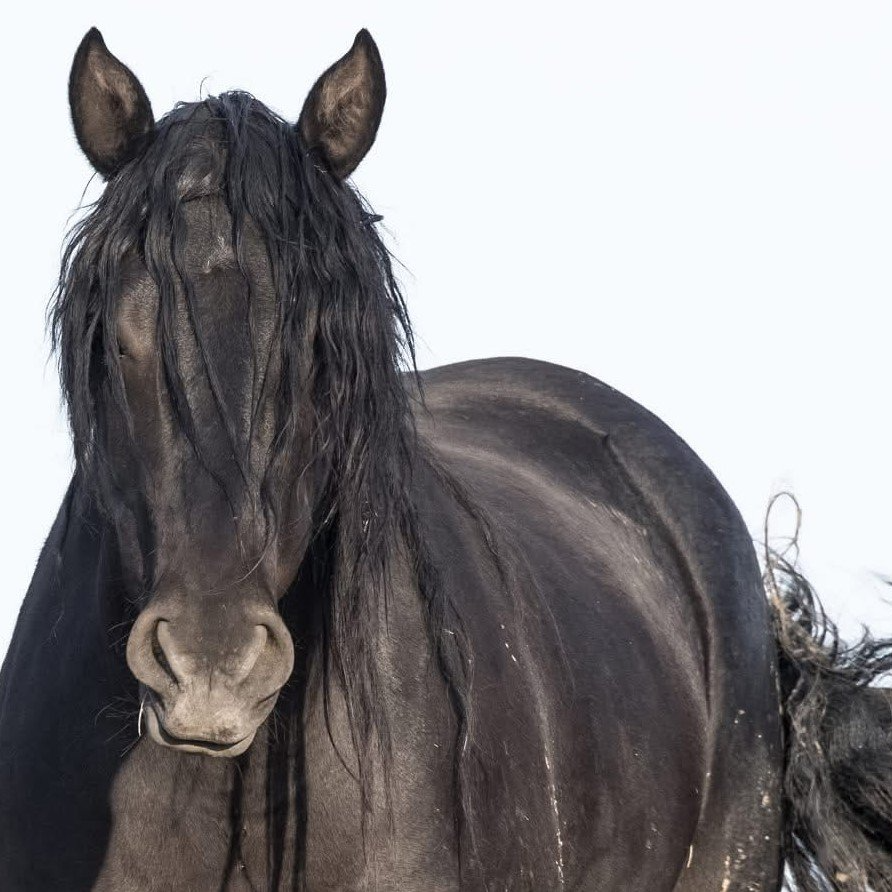 BRUMBIES