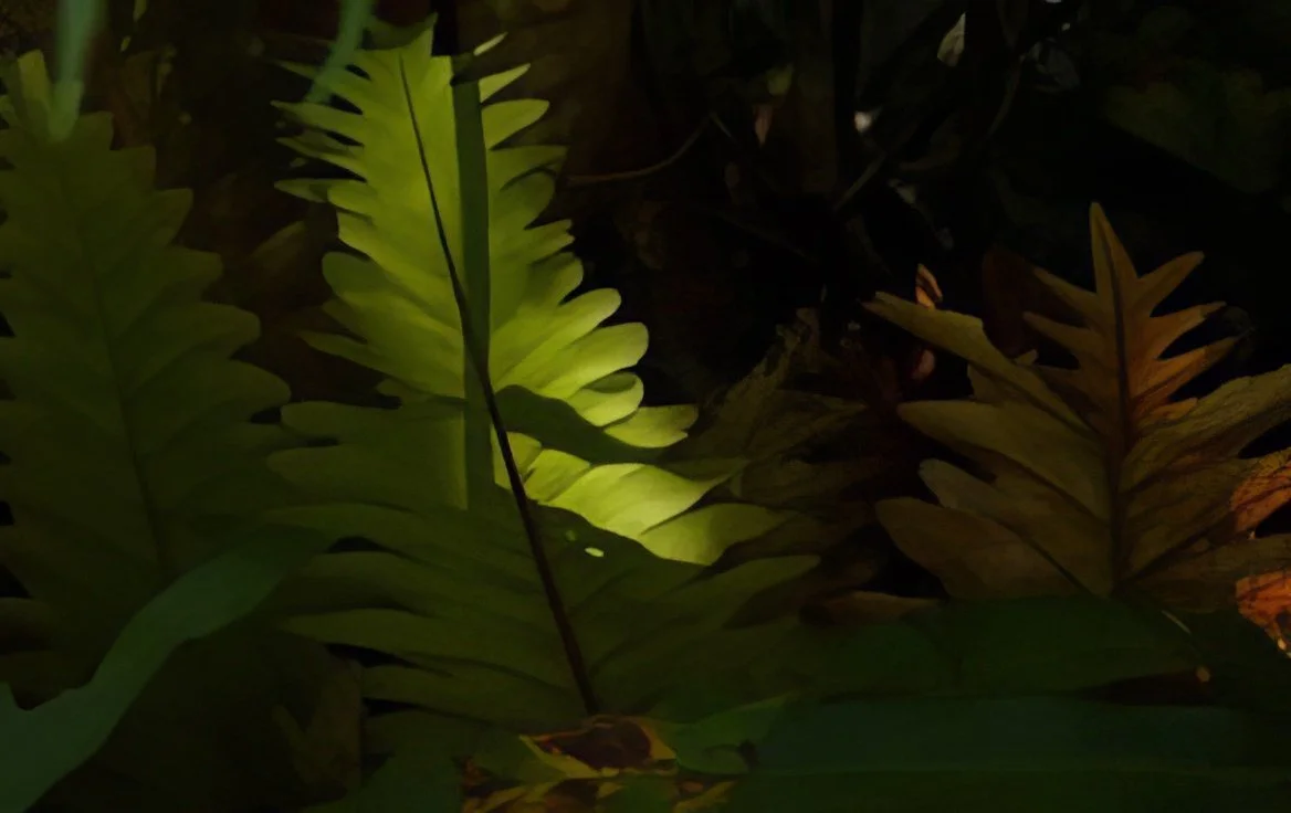 LIGHT OF THE FERN
