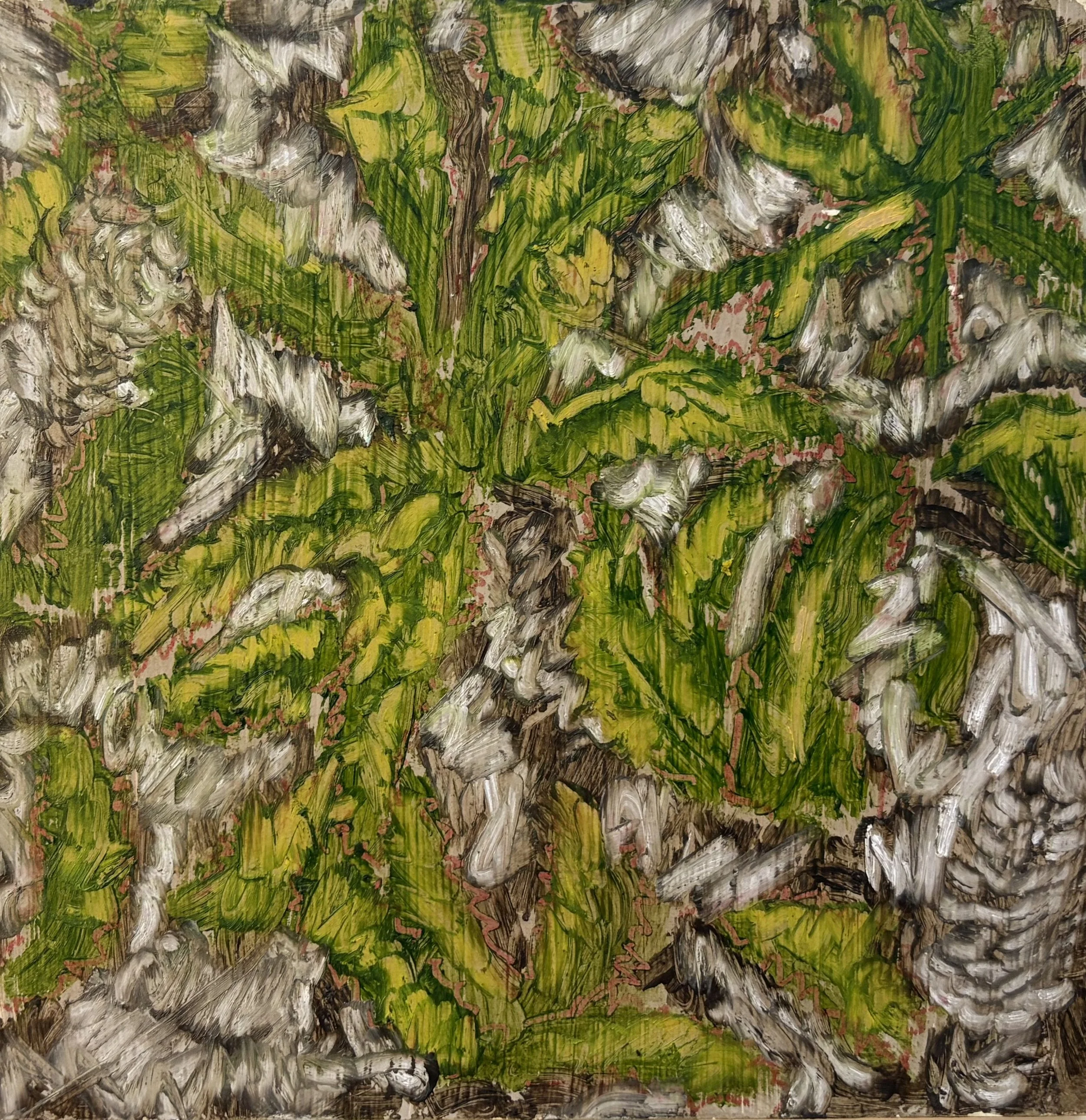 coastal banksia