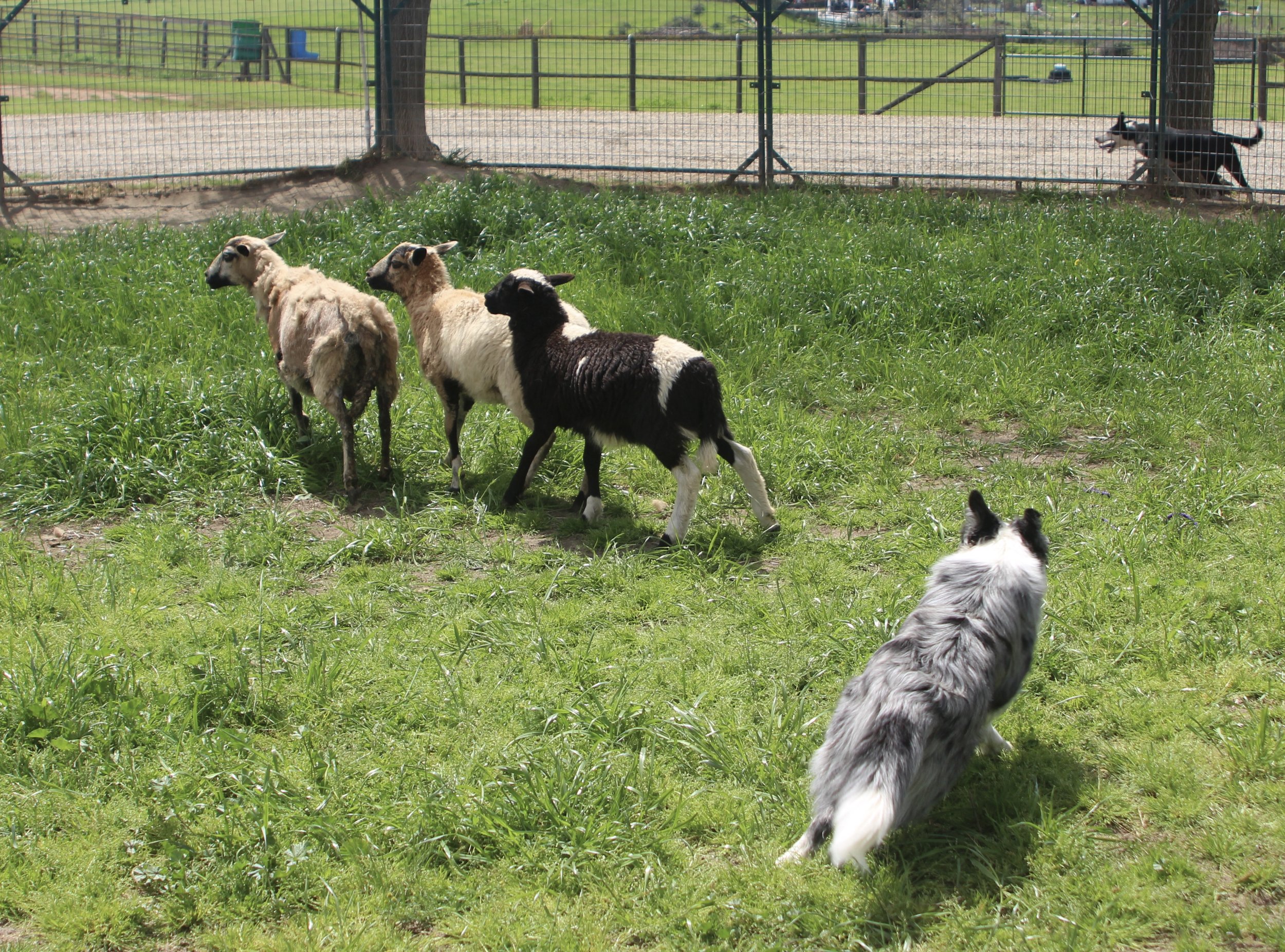 Herding Lesson, 2025