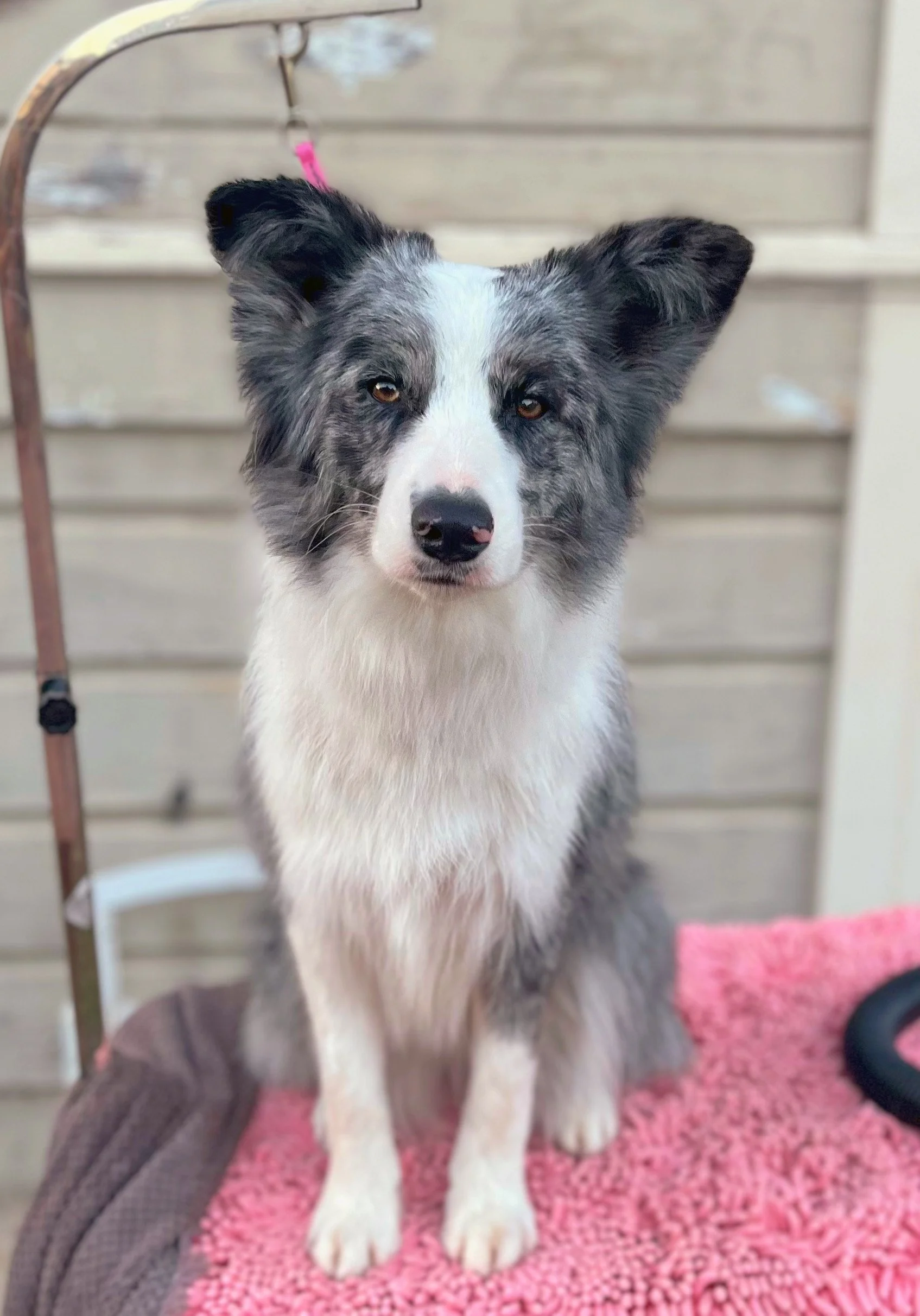 All prettied up! 2025