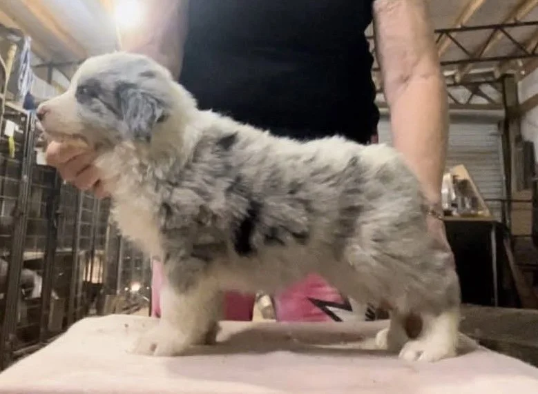6 week puppy stack