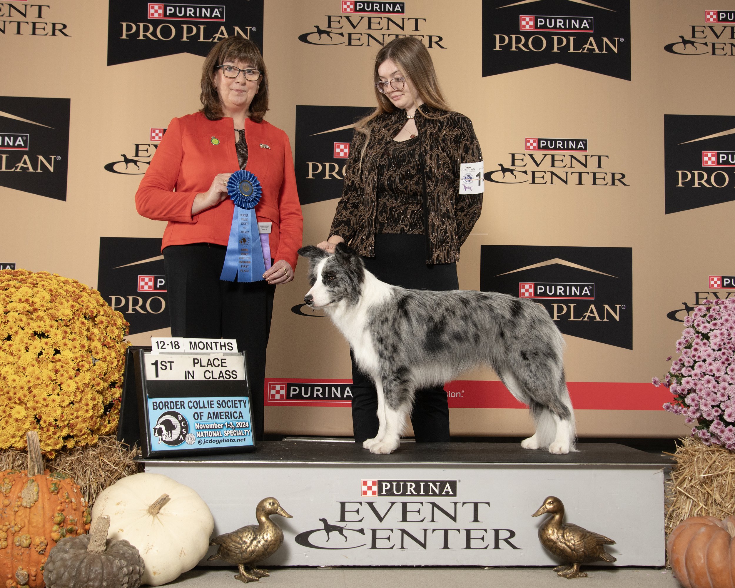 1st in large class under Heather Turner at BCSA National Specialty 2024