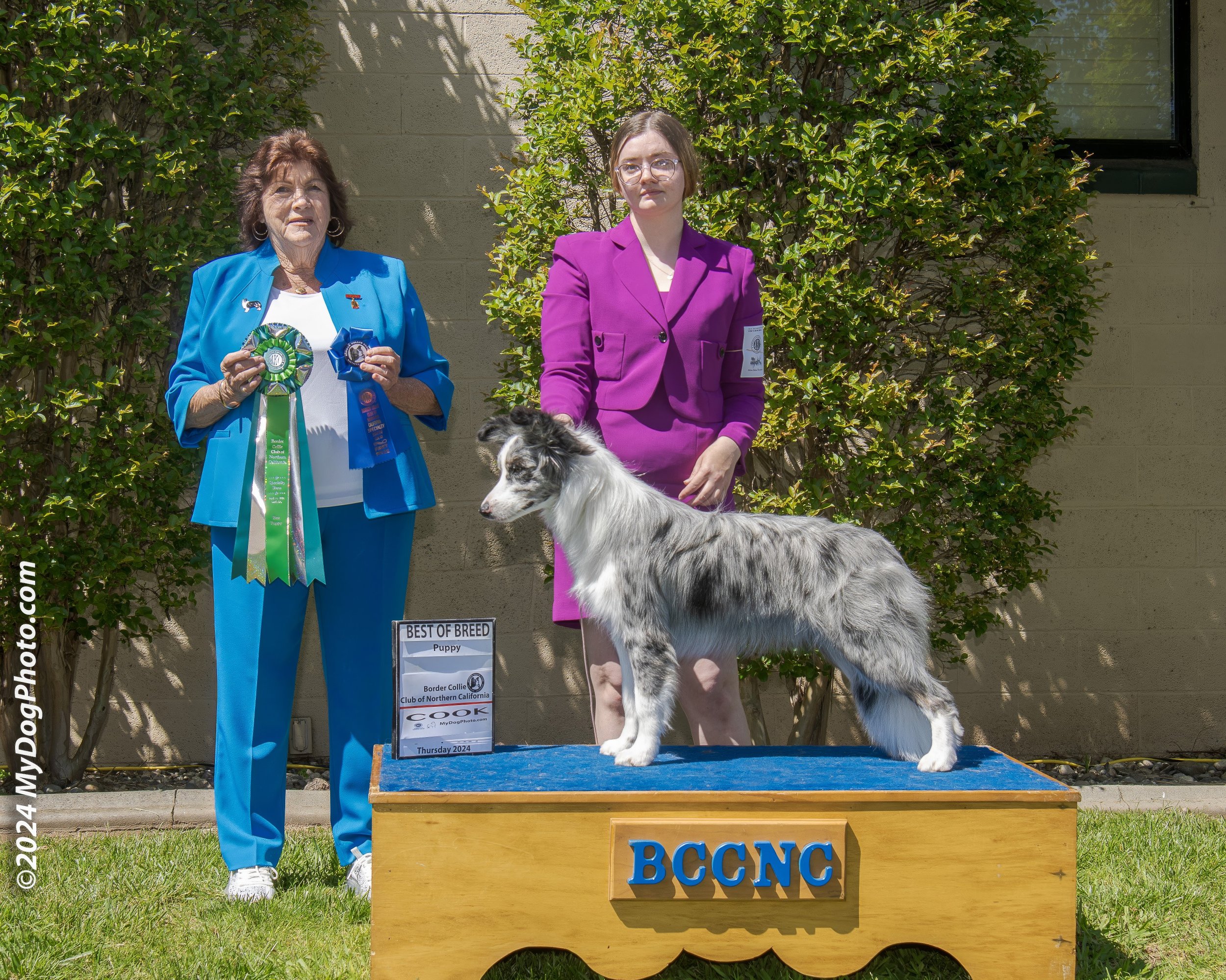 Best Puppy in Specialty Show under judge Maureen Kay, BCCNC 2024