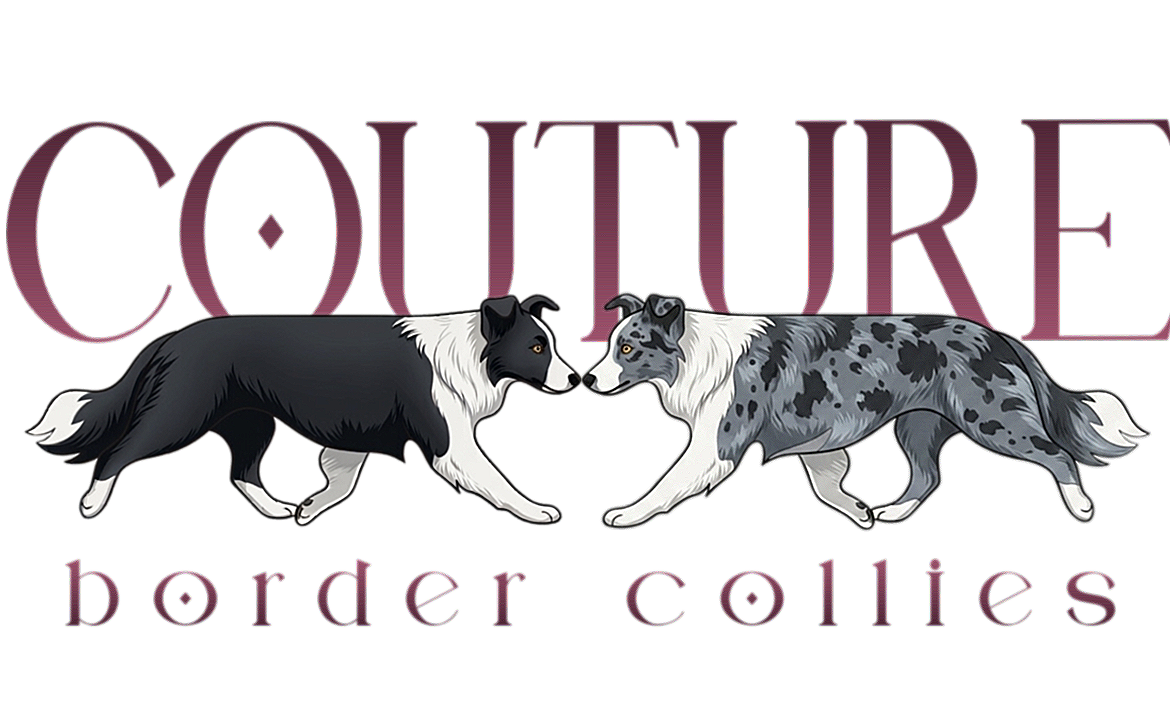 COUTURE BORDER COLLIES