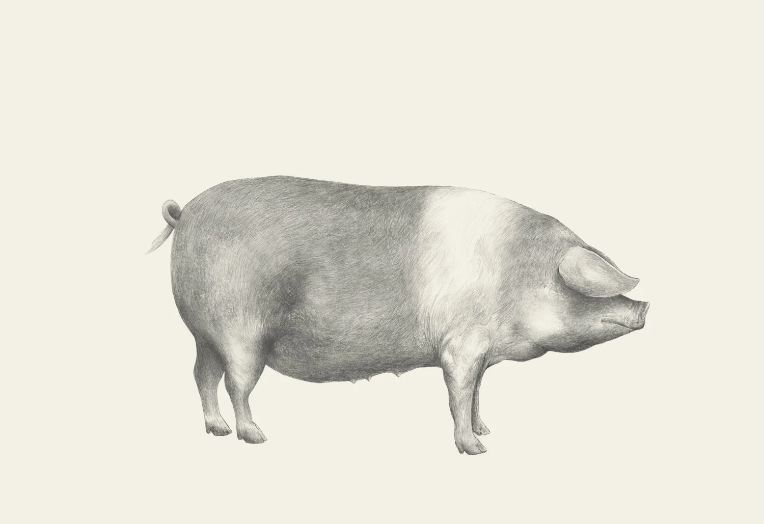 A detailed pencil drawing of a saddleback pig on a plain light background.