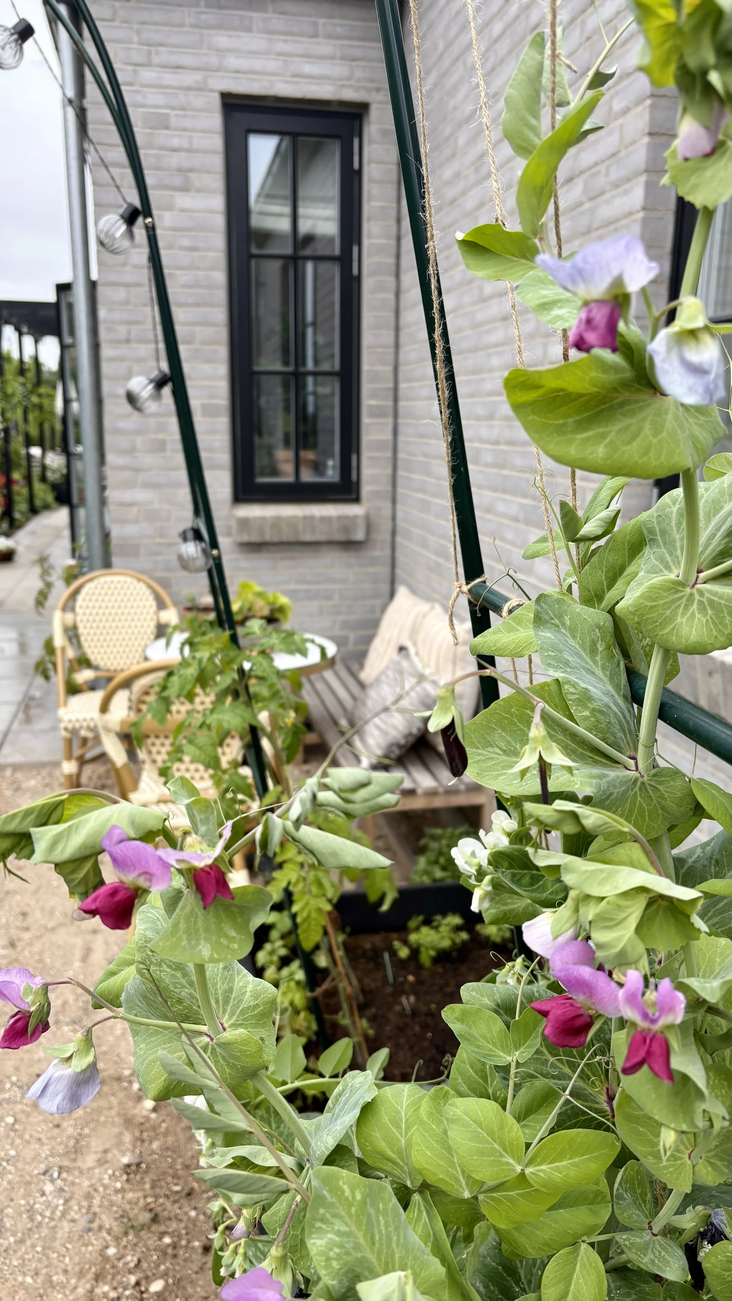 Lille skandinavisk terrasse med hyggeligt loungehjørne, hørpuder, urtepotter og klatreplanter. Aftenlys og rolig stemning med naturlige materialer.
