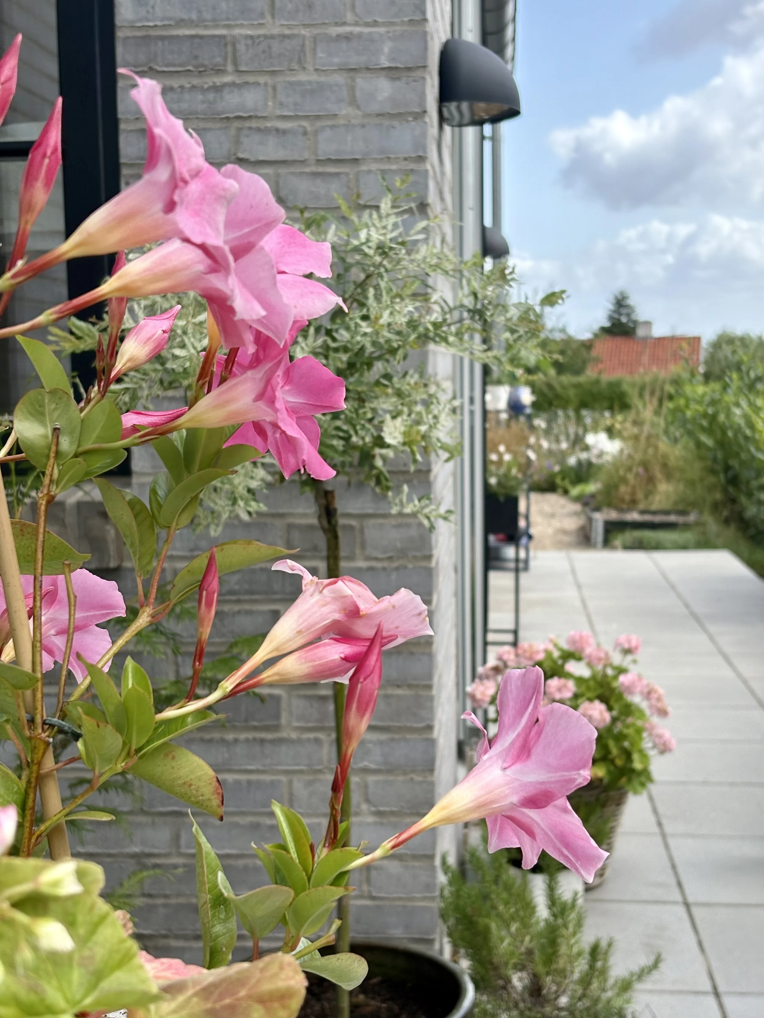 Before and after transformation of a newbuild garden, showing how an unfinished outdoor space can be turned into a calm, functional garden in just one season.