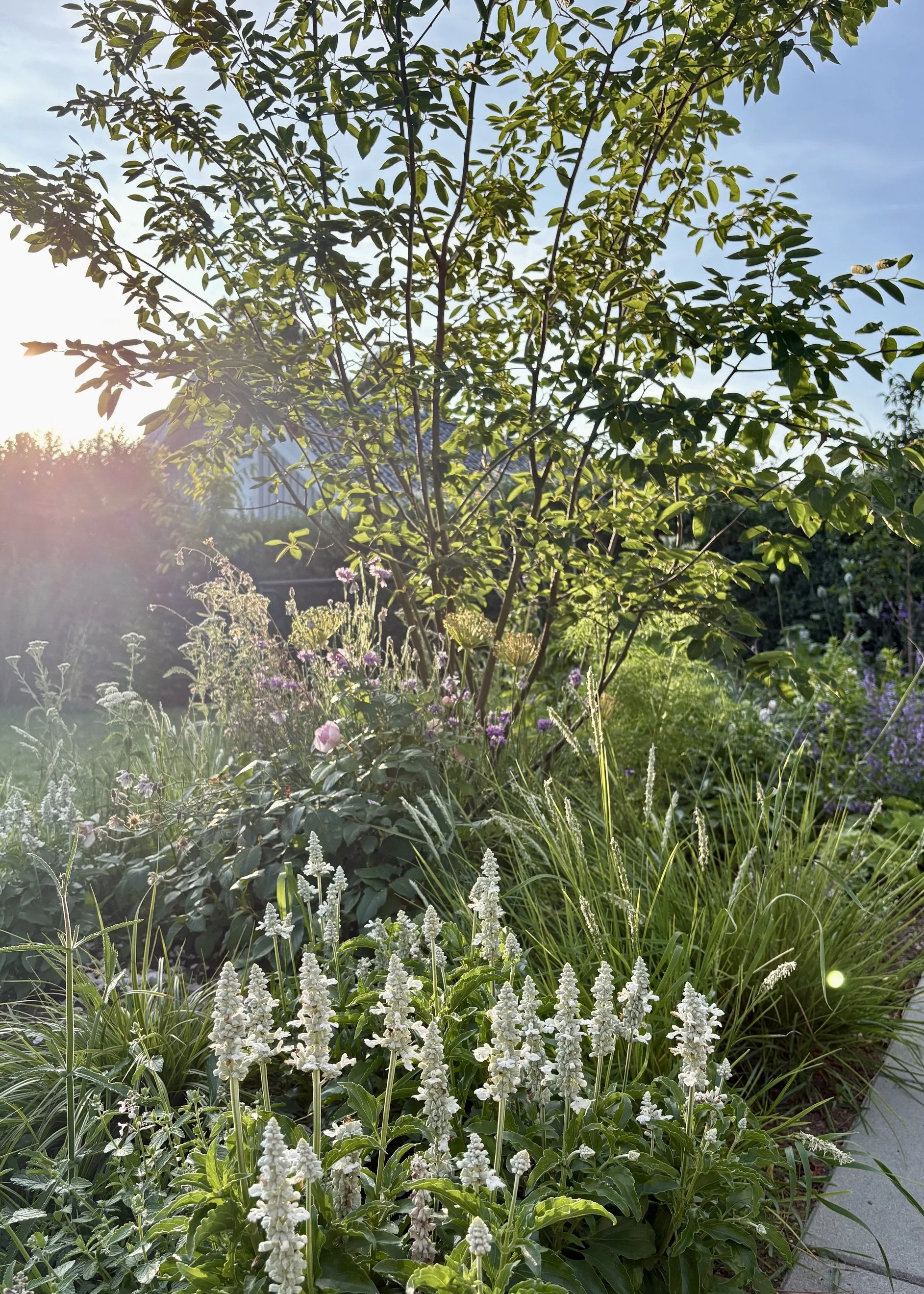 En staudebed i skandinavisk stil. Enkle og nemme planter som lavendel, storkenæb og prydgræsser. Blødt sommerlys og afslappet, indbydende stemning.