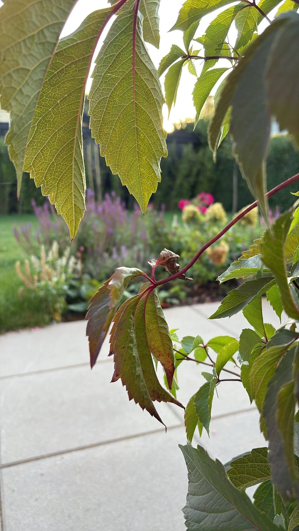 Before and after transformation of a newbuild garden, showing how an unfinished outdoor space can be turned into a calm, functional garden in just one season.