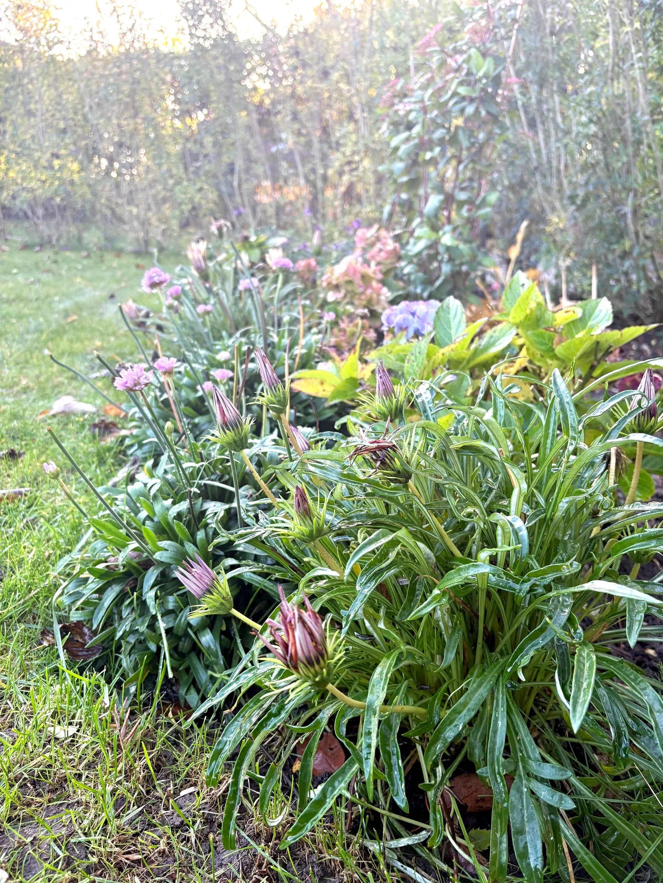 Nærbillede af grønne planter med lilla blomster i en have med baggrund af træer og en græsplæne.