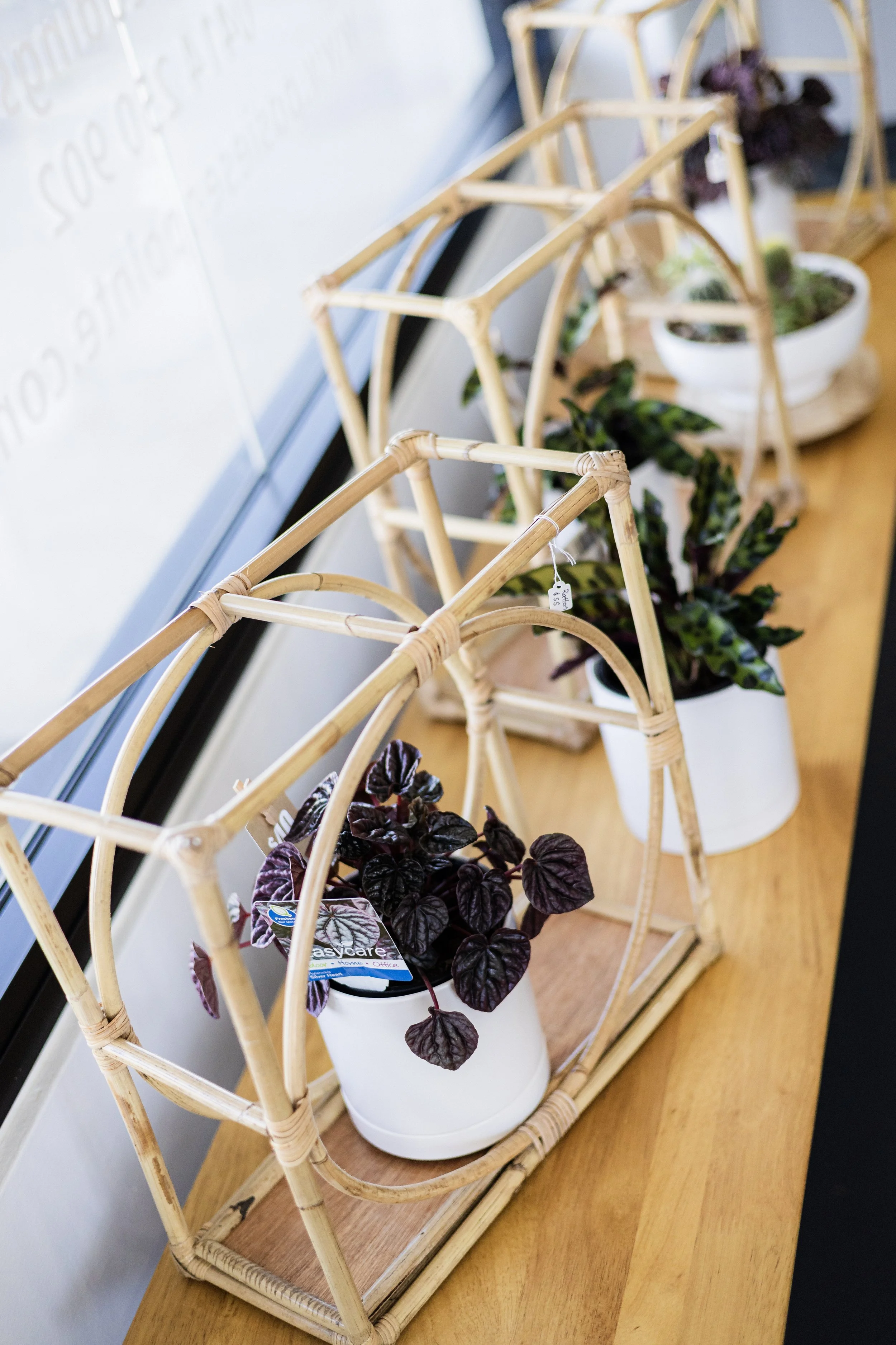 Posies en Pointe Florist_Plant13.jpg