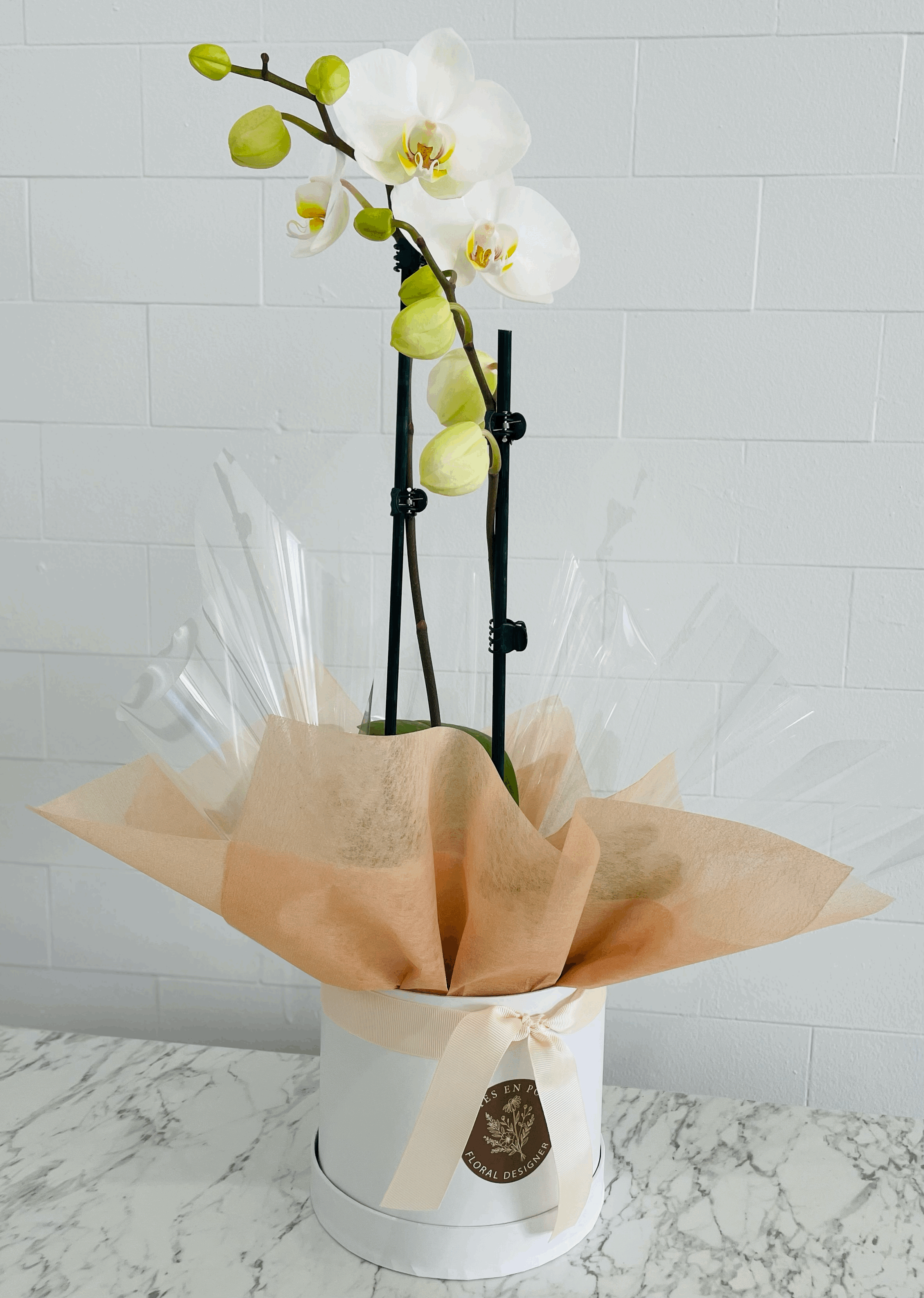 White Phalaenopsis Orchid Plant