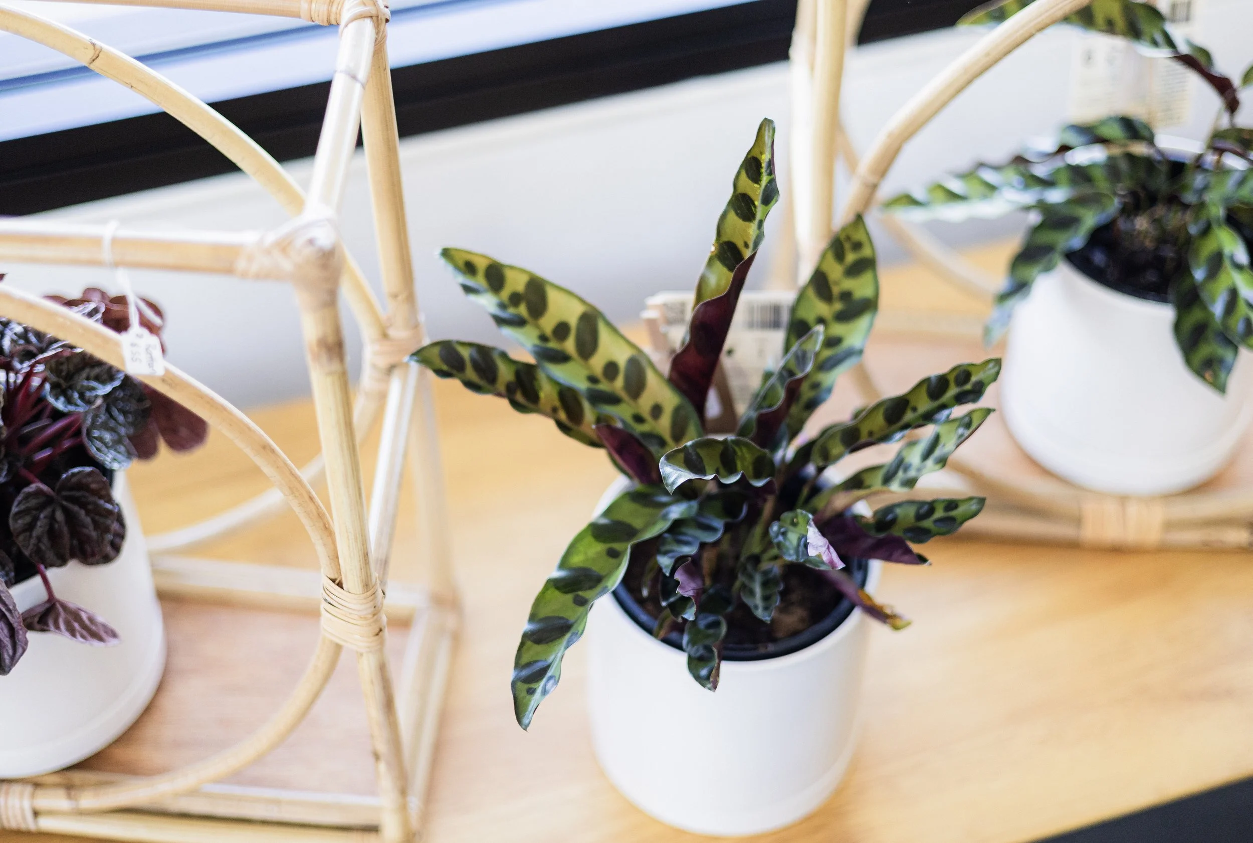 Posies en Pointe Florist_44.jpg