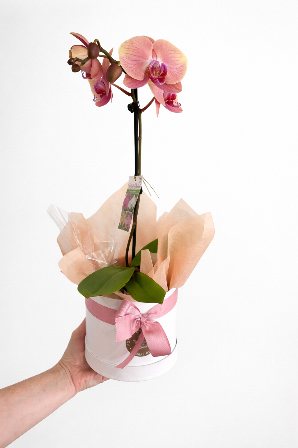 poink Phalaenopsis hat box.png