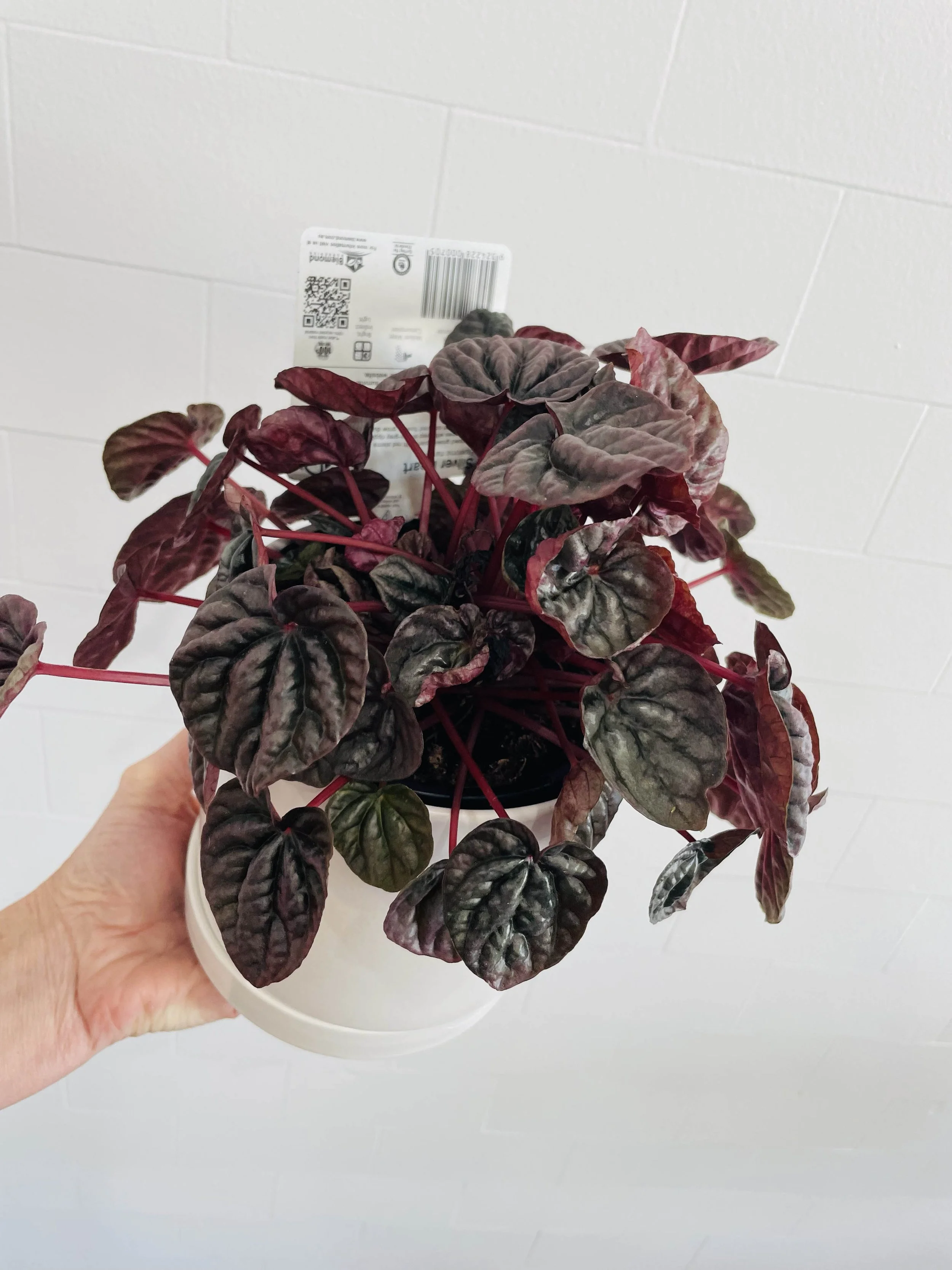 Silver Heart Pepperomia.jpg