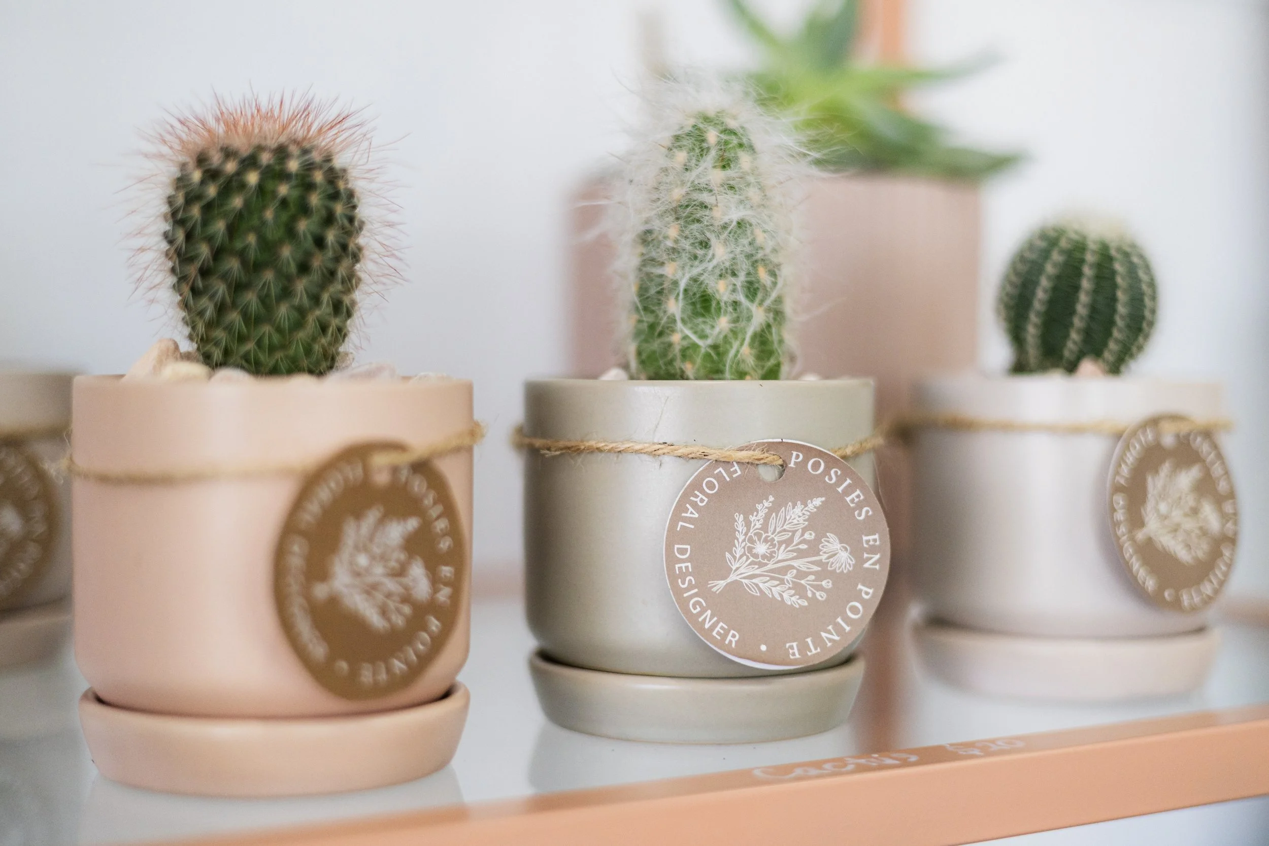 Cacti Mini Pot