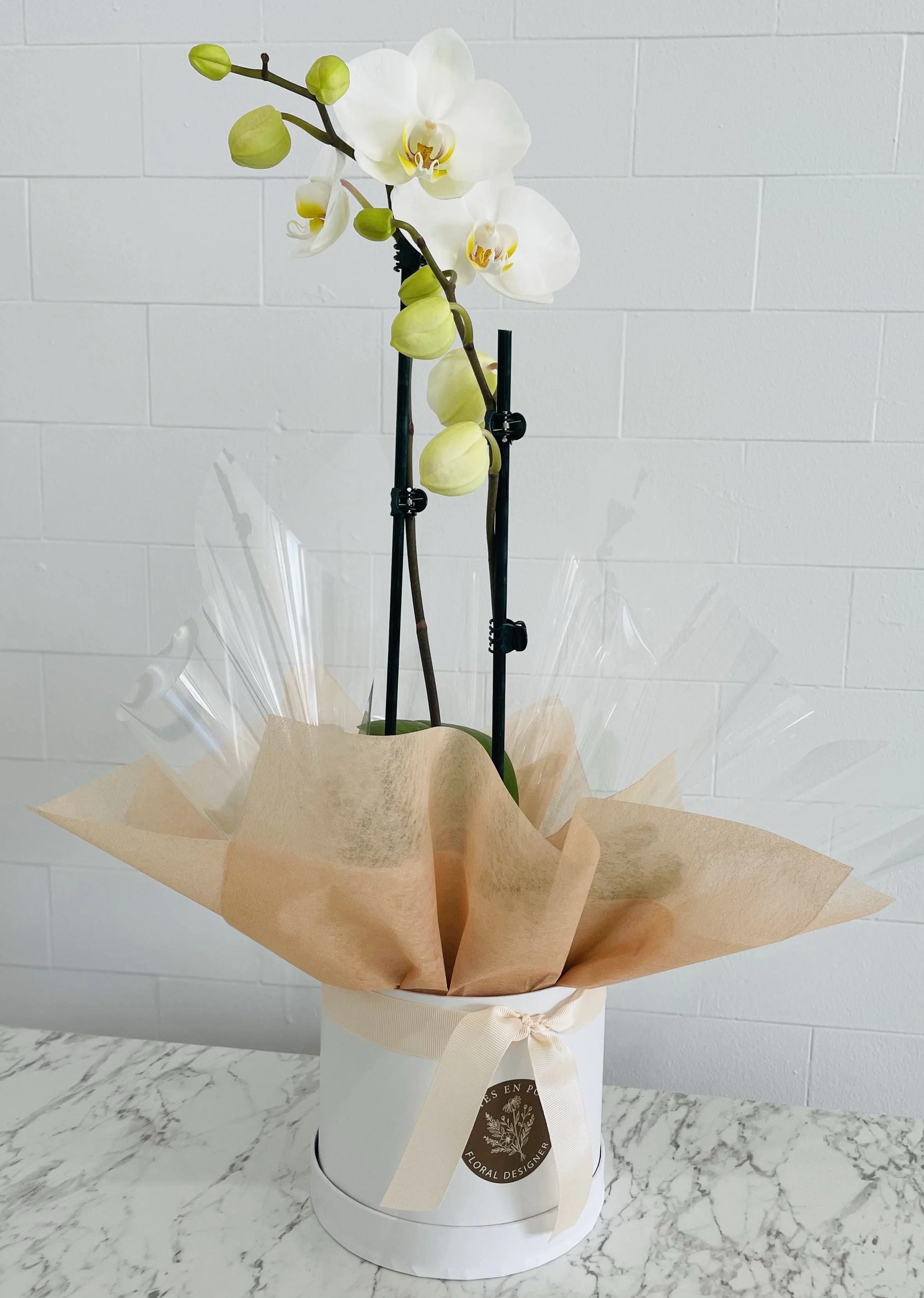 White Phalaenopsis Orchid Plant