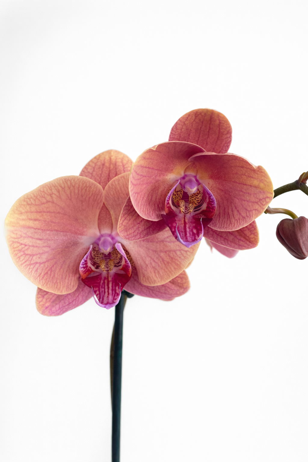 Pink Phalaenopsis Orchid Plant