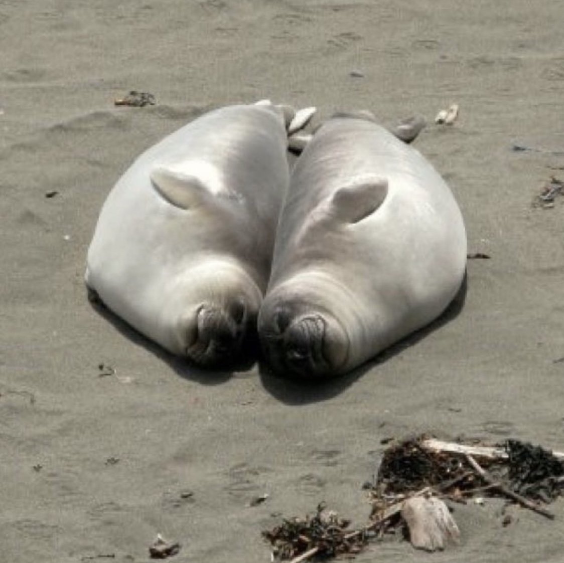 Two seals lying on the sand, their bodies touching, forming a symmetrical, heart-shaped appearance.