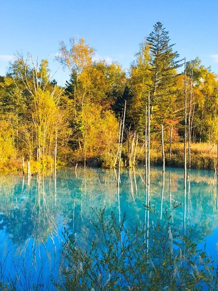 The Blue Pond and Shirahige Waterfalls really come alive during the autumn season. It&rsquo;s a perfect time to visit Hokkaido for fall colors at the moment. #bluepondhokkaido #shirahigewaterfall #yugenretreatsjapan #autumn2025 #koyo

青い池と白ひげの滝は、秋の季節