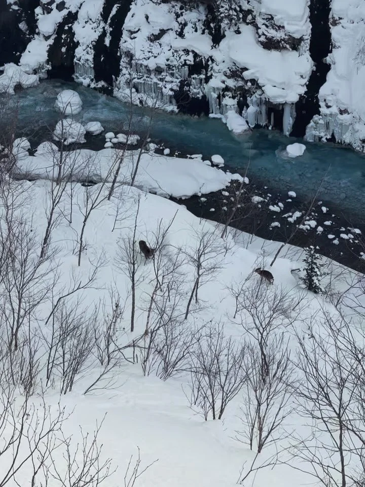 While the crowds were focused on the famous Shirahige Falls in Biei, I found these locals enjoying a quiet lunch. 🦌 Hokkaido&rsquo;s wild side is always closer than you think&mdash;keep your eyes peeled for deer, foxes, and even rabbits on the road 