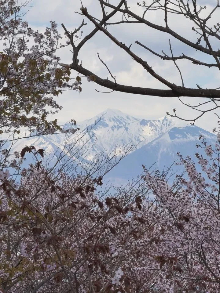 Sakura Season in Furano 🌸
The cherry blossoms in Furano are beginning to wake up! We are just a few days away from full bloom. It looks like Golden Week will be the absolute perfect time to catch the sakura in all their glory here.
富良野の桜シーズンがやってきました