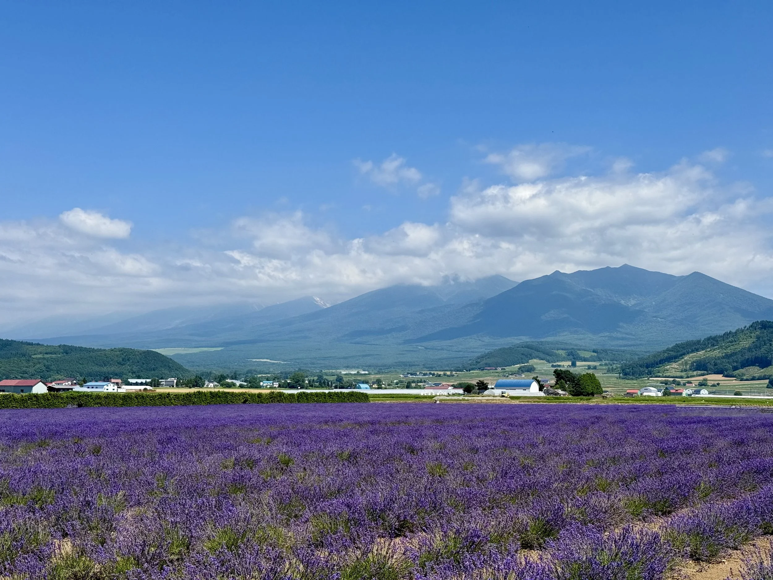 A vast lavender field with purple flowers in the foreground, green fields and farm buildings behind, and a mountain range under a blue sky with scattered clouds in the background.