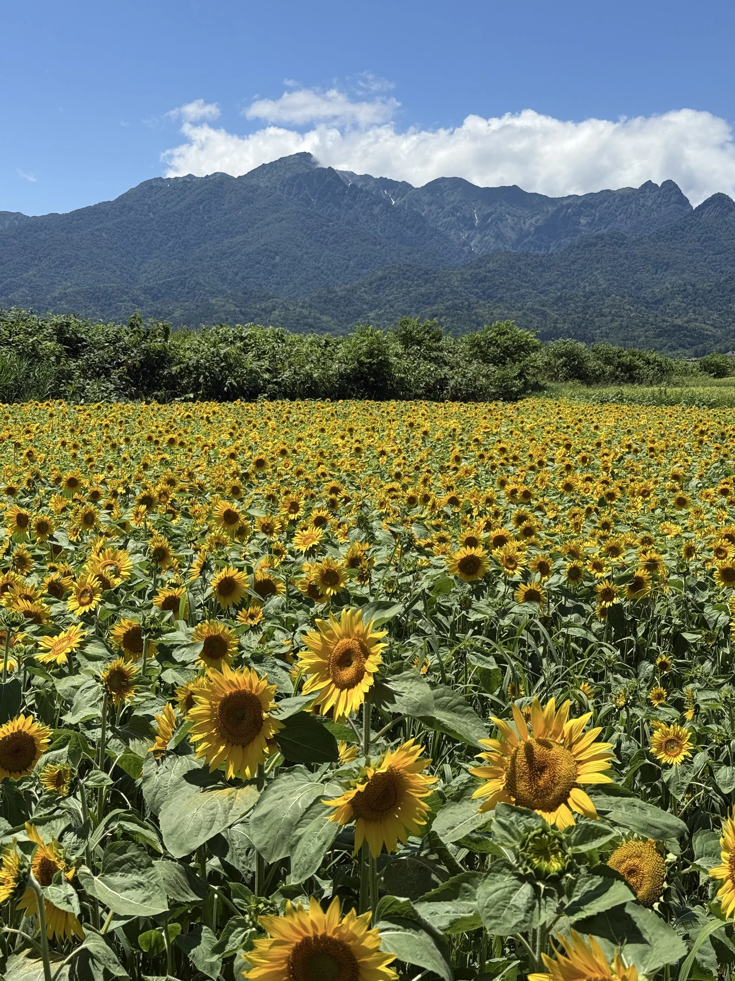 A vast field of blooming sunflowers with a backdrop of green mountains under a partly cloudy blue sky.