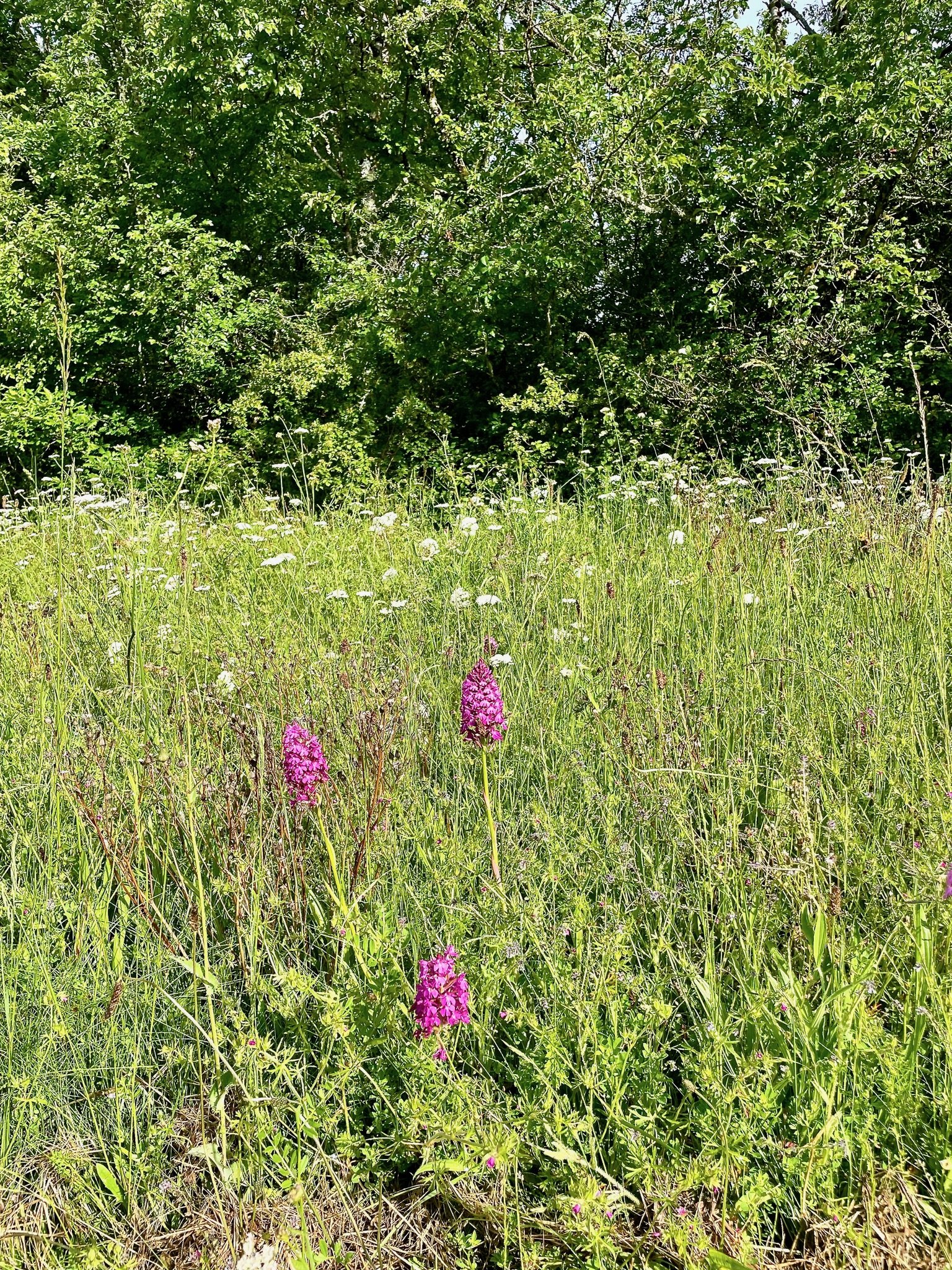 Wild orchids in our meadow