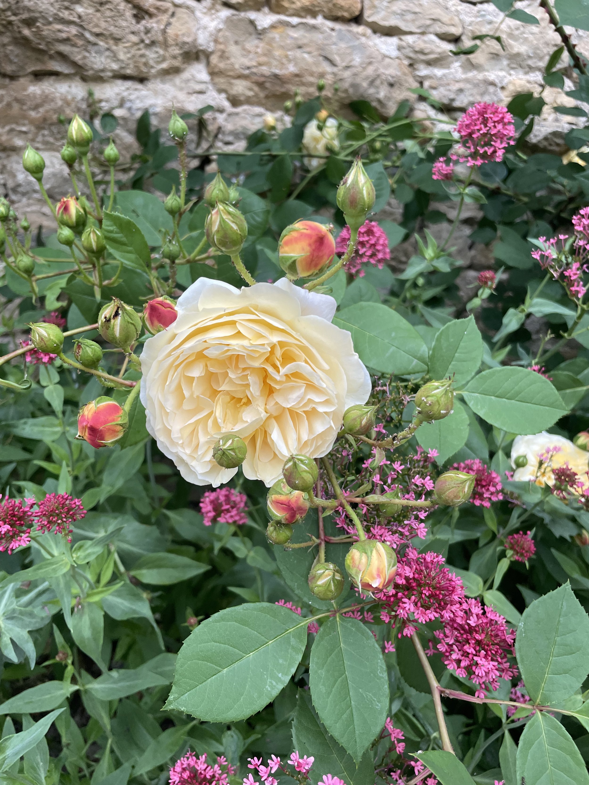 Yellow-colored rose