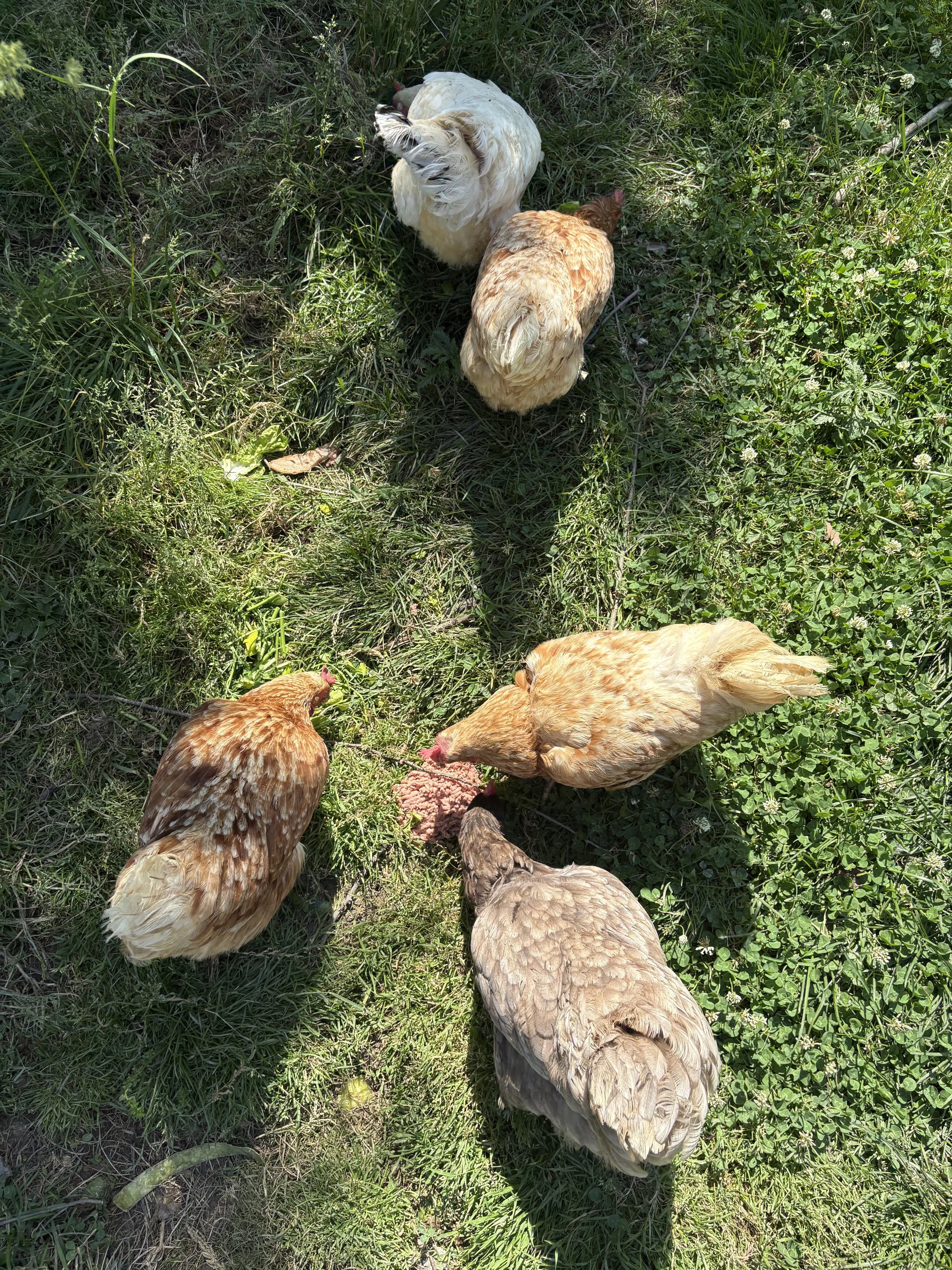 Several chickens pecking at grass and dirt on a grassy patch of land.