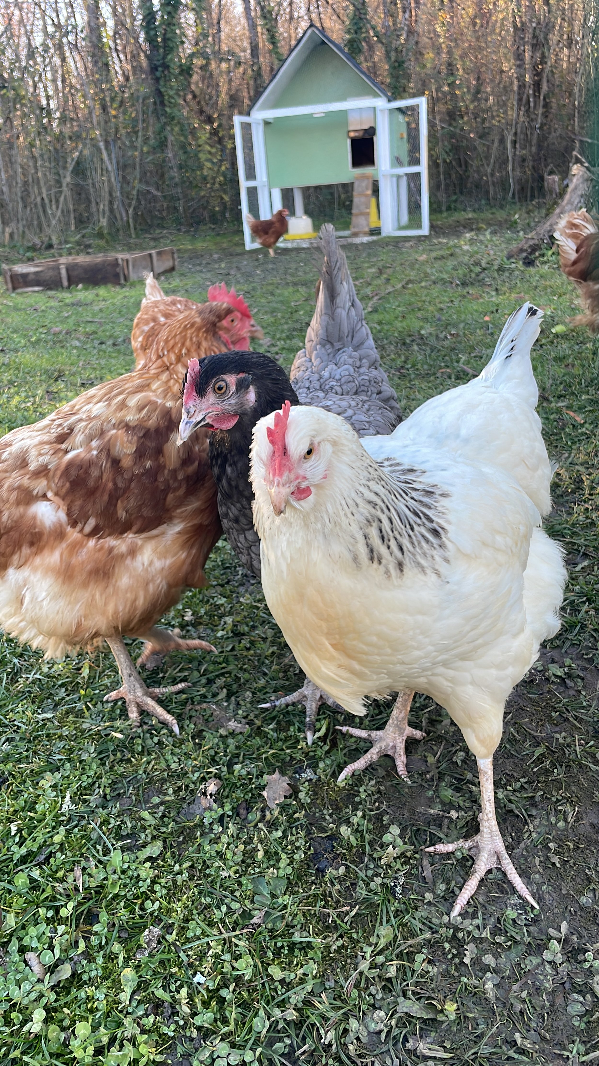 Lily, Sandra and Caliope