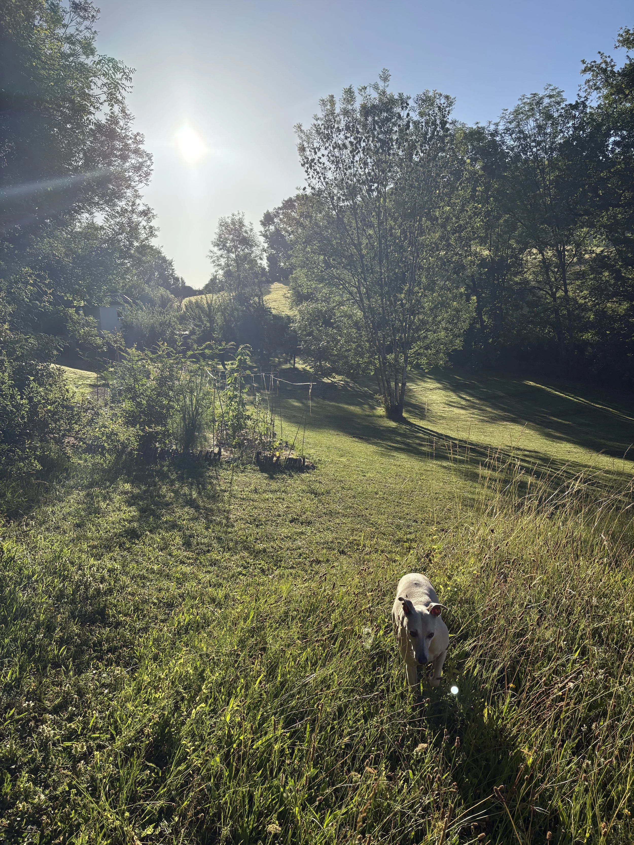 A sunny outdoor scene with tall trees, a grassy hillside, and a white dog with black markings walking towards the camera in the foreground.