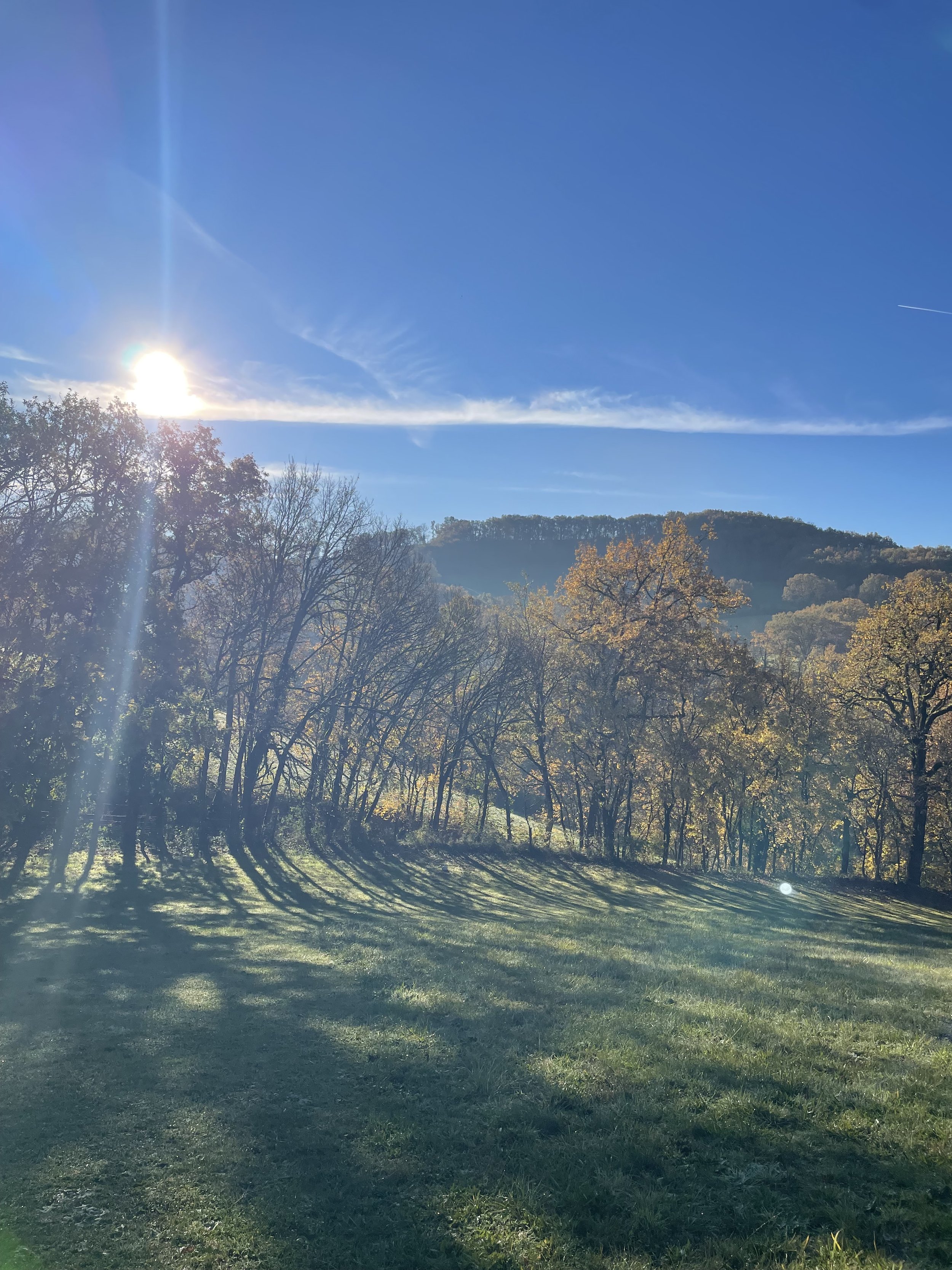 Low winter sun over the meadow