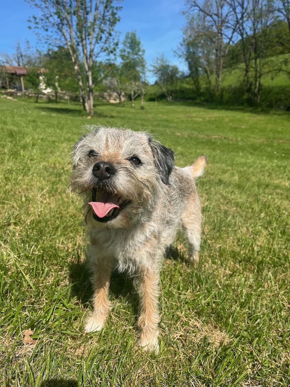 Elwood enjoying the early spring sunshine