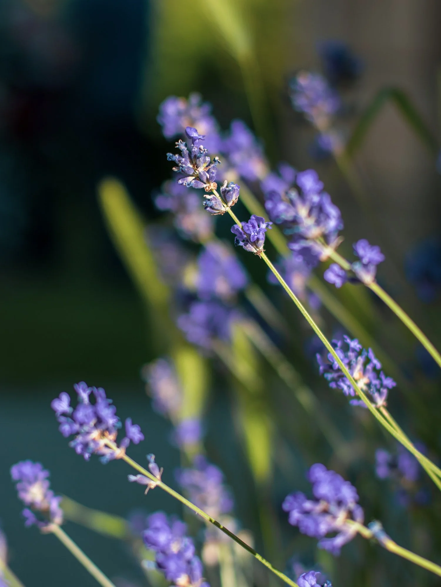 Lavander in the garden