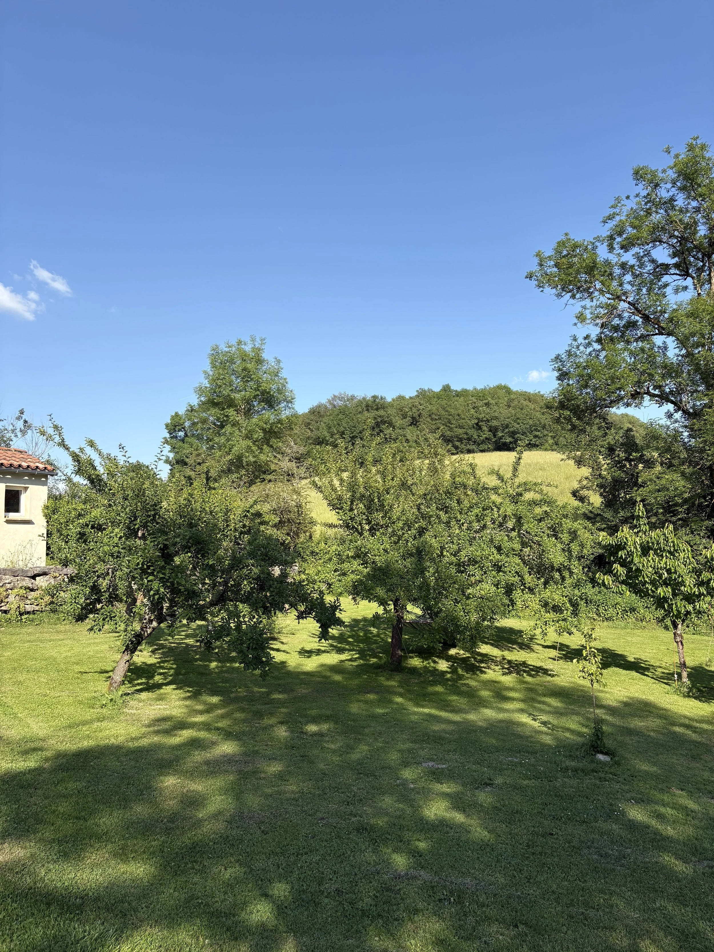A lush green backyard with well-maintained grass, several small trees, and a house partially visible on the left. In the background, there's a hillside covered with more trees under a bright blue sky with a few white clouds.