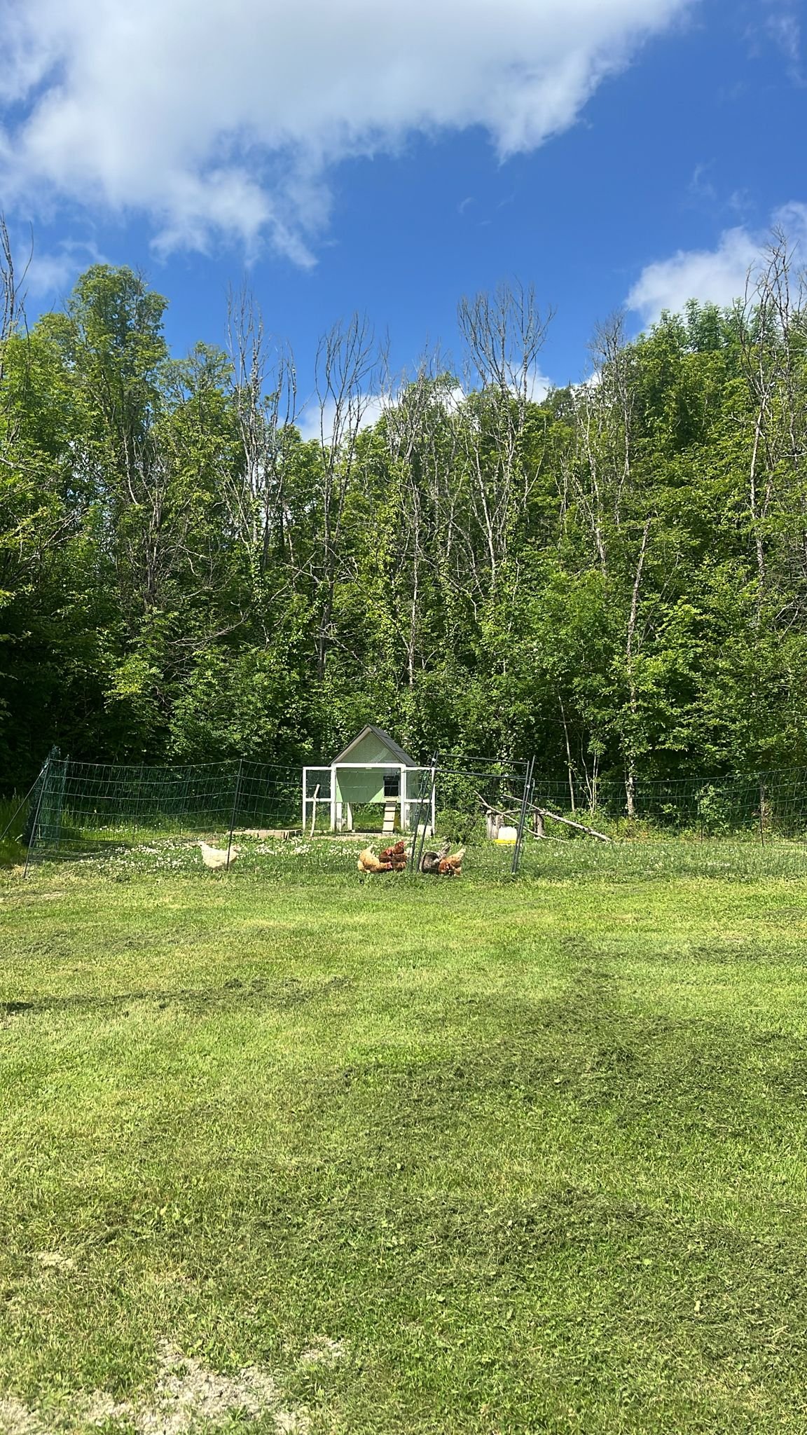 Our chicken coop