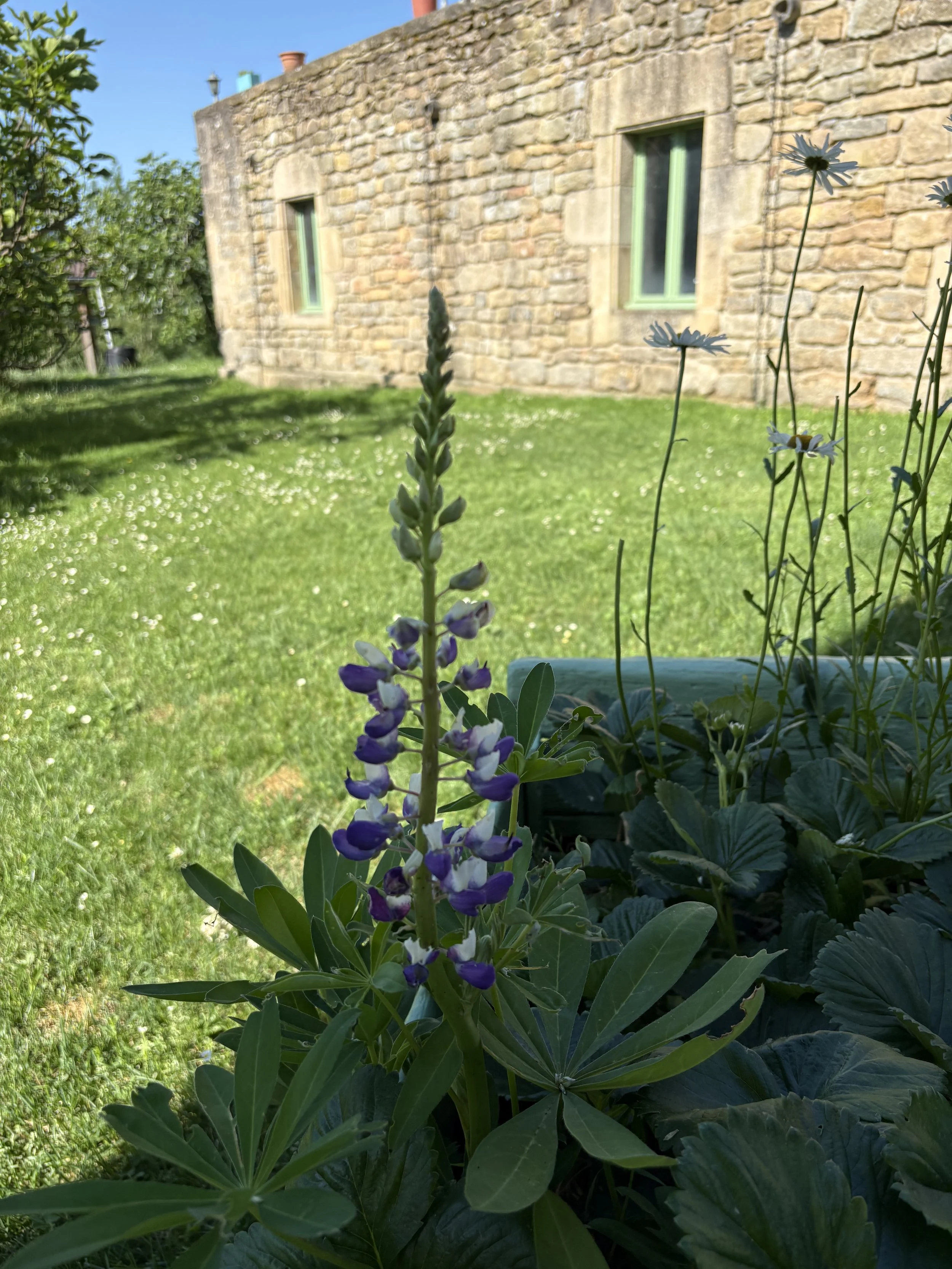 Purple and white flowers growing in a garden with a stone house in the background under a blue sky.