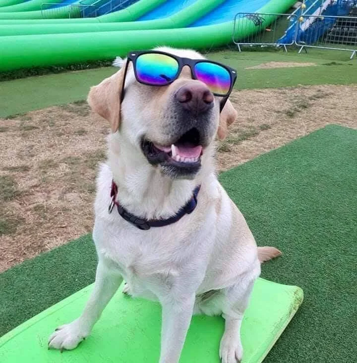 Well behaved dogs welcome at Giant Slip and Slide Cornwall