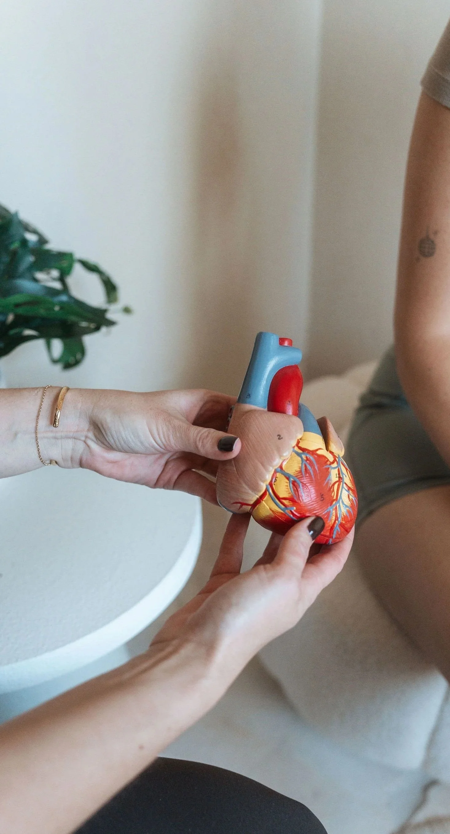 Exercise physiologist explaining heart anatomy to a client using an anatomical heart model at CardioCare Clinic, Bondi Junction