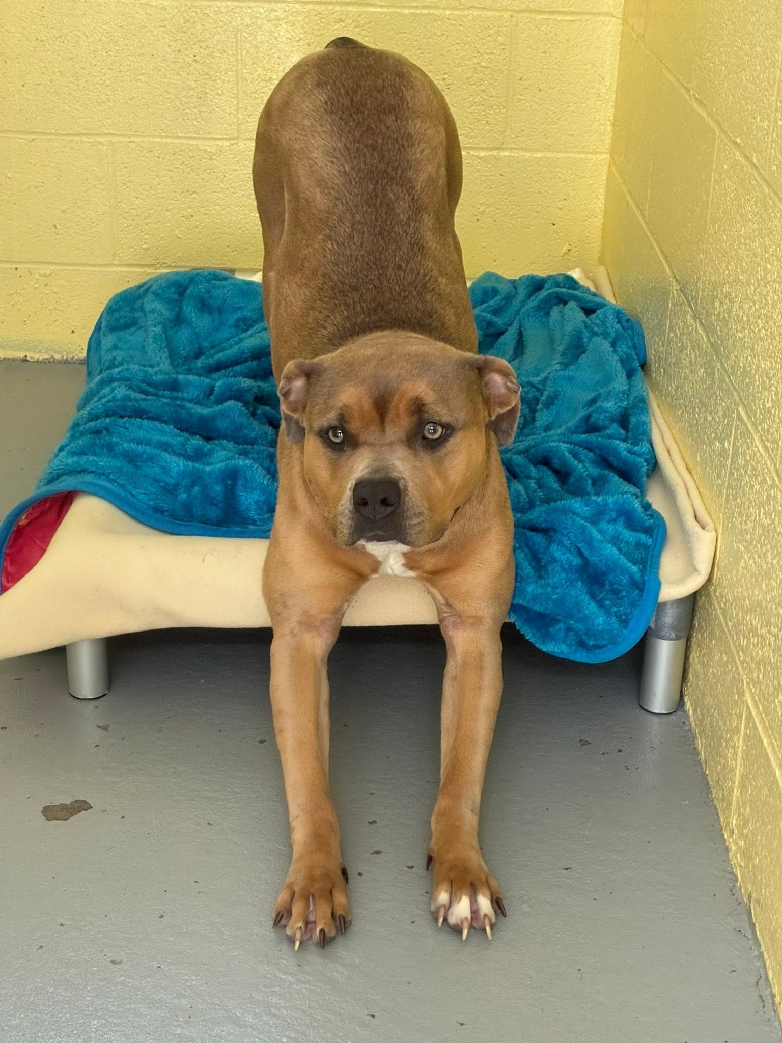 large brown dog with sad eyes stretching off a dog bed in a kennel