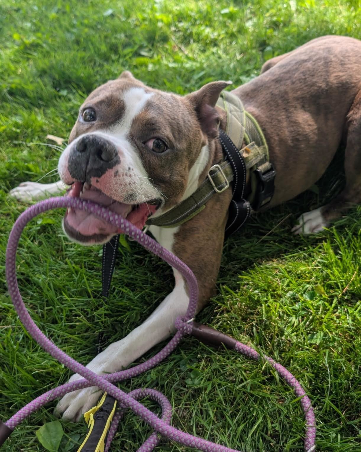 a happy chocolate and white pittie
