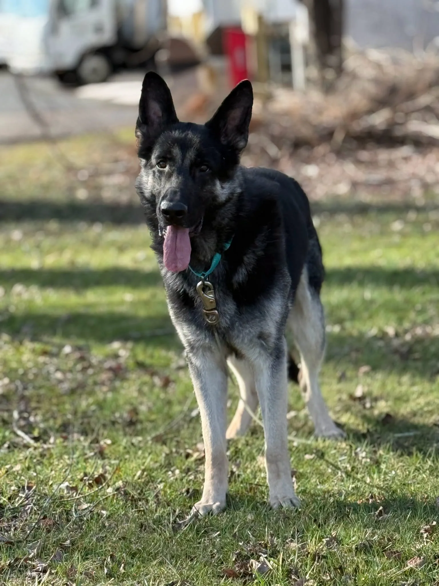 Blaze: South Windsor. 3 year old male German Shepherd. No other dogs